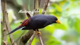 Masteran RIO - RIO