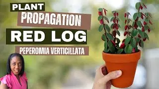 Размножение растений | Red Log, также известная как Peperomia Vertcillata | Отмечено временем