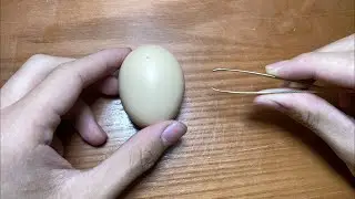 RAW EGG PEELING LIVE