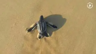 Turtle Foundation &ndash; Leatherback turtle hatchling release on Sipora, Indonesia, March 2018
