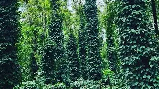 11 acre coffee estate for sale in Mudigere - very near to city