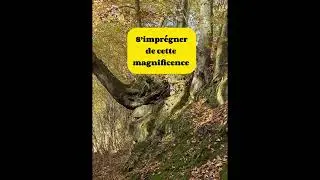 MEDITATION FORESTIERE