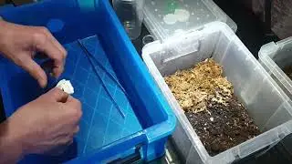 The spider shop unboxing scorpions and millipedes