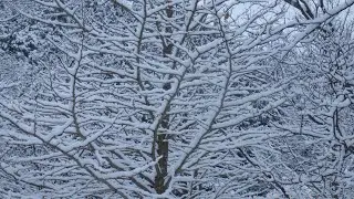 雪景色(上真杉)