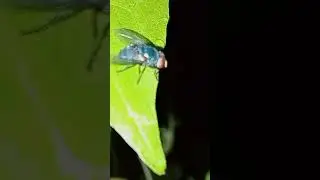 common green bottle fly