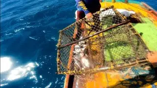 DESPESCA DAS ARMADILHAS COVOS PRA PEIXE NO MAR, DOIS ESTAVAM BONS !!!