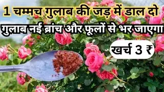 गुलाब की ग्रोथ कैसे बढ़ाए|Top 10 rose plant growing tips and best homemade fertilizer for rose