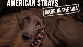 La soluci&oacute;n a la epidemia de perro sin hogar