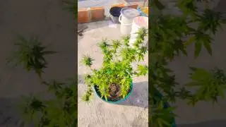 blue kush #cannabiseducation #cannabiscommunity #cannabisdaily #cannabisheals