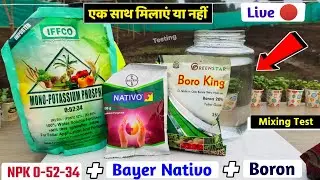 NPK 0-52-34 + Boron + Bayer Nativo | mixing test Experiment agriculture technology