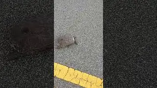 Turtle crossing.#turtle #nature #florida