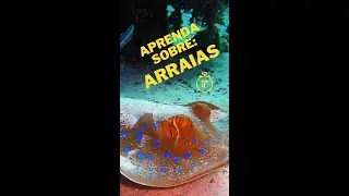 Aprenda Sobre: ARRAIAS em 1 Minuto #shorts