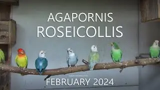 Agapornis Roseicollis - February 2024