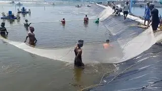 Shrimp Seed Shifting from nursery to Grow out Pond ll Vannamei Shrimp culture 🦐