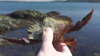 SJI Wildlife - Low Tide