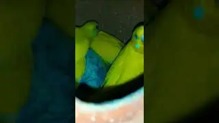 25th days budgies growth stage in colony #bird #babyanimals #viral