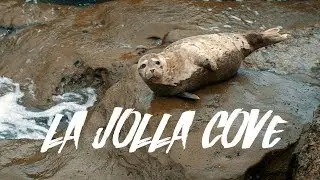 SEA LIONS AT LA JOLLA COVE!!!! (California Day 3)
