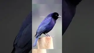 VOCALIZA&Ccedil;&Atilde;O DO CHUPIM, azulego, maria preta, papa arroz, engana tico, azul&atilde;o de chiqueiro #short