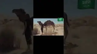 The history of the Camel.