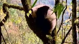 Secrets Of The Wild Panda