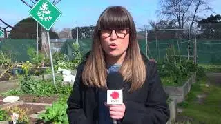 Melbourne's public housing urban farms