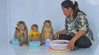 Three Little Kako Luna And Olly Eating Favorite Fruits