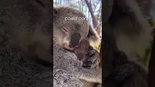 coala core🤣He sleeps a lot😅 #living_life #funny #viralvideo #animals #Shorts #coala