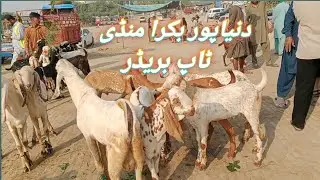 Dunyapur Bakra Mandi full ture top breedar in Pakistan 