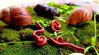 A Close-up of Nature's Rare Encounter: Unique Millipede, Snail and Rhino beetle #rareencounter