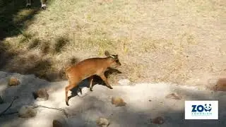 &iquest;Conoces al muntjac y al ant&iacute;lope cervicapra?