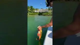 Catching The Peacock Bass Record!