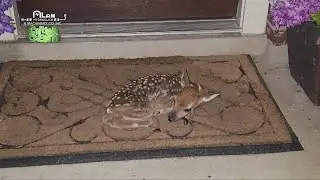 Critter Cam Cameos: Baby sparrows, and sleeping fawn