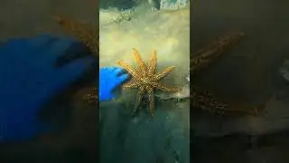 Mega Stella - Snorkeling Apnea Gran Canaria #matteofishing #sea #ocean #grancanaria #mare #apnea