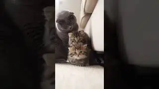 Scottish Fold Bullies a Norwegian Forest Cats Play Fight #CatBattle #CuteCats #PetFun