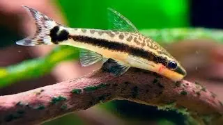 Oto Dwarf Suckermouth Catfish (Otocinclus)