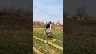 Man Revealed How to Ride an Ostrich Like a Pro😲😍👍#adventure #shorts #youtubeshorts #shortsfeed