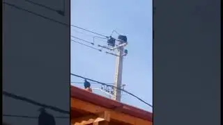 macaco esta enfurecido e quer comer o bonoro