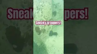 Goliath groupers think they&rsquo;re being sneaky! #fishing #travel #shorts