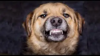 Hunde - Aggression & Menschen - Hass 