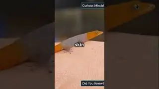 A Gecko's Fight Against Cancer