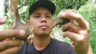 Petualang Masuk Hutan Mencari Buah Langka
