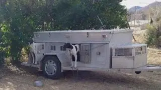 Trailer, 4 hunting dogs stolen at Albuquerque hotel