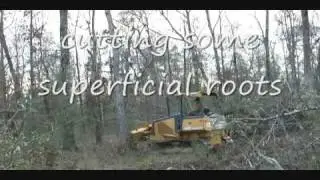 dozer takes out a tree