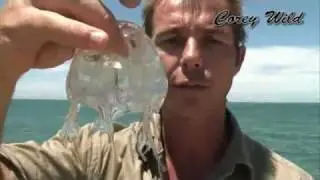 Box Jellyfish