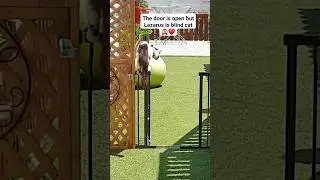 Blind Cat Problems 🙈 #shorts