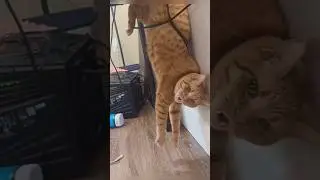 How did bro ended up in this situation 😂 #cat #cats #catfails