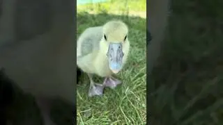 Гусята #хозяйство #гуси #обзор #гусята #природа #огород #shortvideo #garden #short
