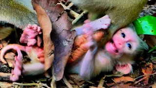 Help me...!! What happens to a newborn LUNO?