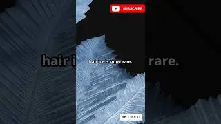 Hair Ice: Nature's Frosty Hairdo! #trending #viralvideo #shorts #ytshorts