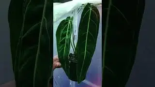 Plant for sale 9550723853 shipping all over India #beautyqueen #gardening #sale #plants #ytshorts